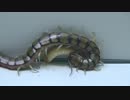 [閲覧注意!!] 再編集 外国産 ムカデにハニーワームを与えてみた。(Egyptian Jewel Centipede)