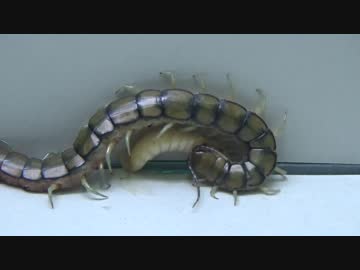 [閲覧注意!!] 再編集 外国産 ムカデにハニーワームを与えてみた。(Egyptian Jewel Centipede)