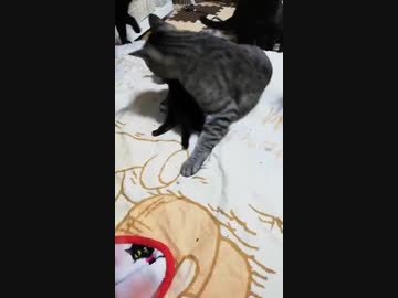 イヴちびみんなとご対面②