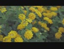 yellow flower Spring 冨安泰生
