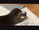 スマホ大好き。手に入れたら離さないカワウソ