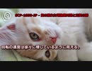 SCP-1050-JP - 気の触れた理論絶対室と正気の扉