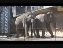【閲覧注意！】アジアゾウ：恋の季節(多摩動物公園)