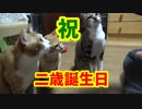 【誕生日】保護猫にゃんず、無事に２歳になりました！