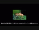 迷惑外来種を防除しようPart4 根絶された侵略者ウリミバエ