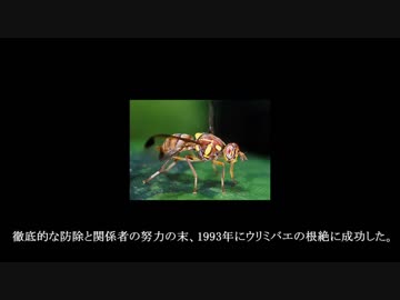 迷惑外来種を防除しようPart4 根絶された侵略者ウリミバエ