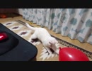 風船が死ぬ⁉️