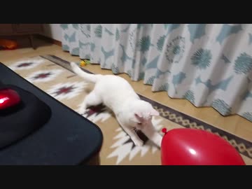 風船が死ぬ⁉️