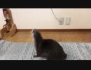 新しい方法で撮影してたらめっちゃ文句を言ってくるカワウソ