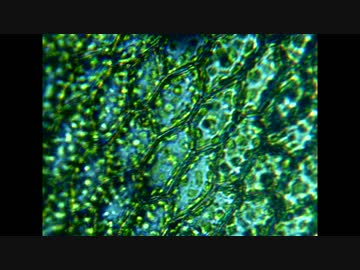 【ゆっくりで解説】小さな森。苔とそこに住む生き物たち