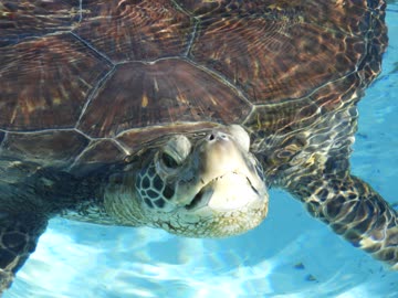 【ゆっくり】貴族かぶれが日本を楽しむ 徳島編　最終日