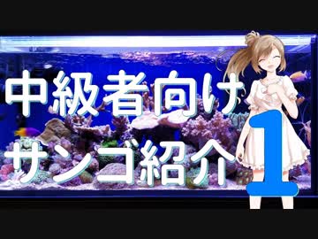 ささらさんのサンゴ紹介【中級者向け Part1】