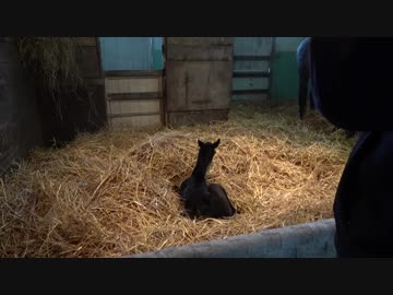 ドゥラメンテ産駒、大地に立つ