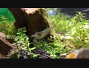 【ゆっくり実況】60LOW水槽立ち上げ　PART3