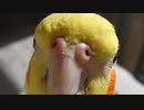 歌を聴いて欲しいインコと日向ぼっこして欲しい飼い主