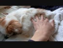 モフモフもこもこなワンコ（パピヨン）3