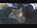 釣りをさせてくれない野良猫part１６