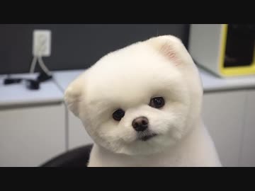 散髪したった