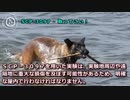 SCP-3097 - 取ってこい！
