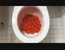 人参をトイレに流してみた７