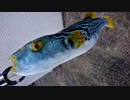 【ゆっくり実況？】ゆっくりまったり魚釣り【Vol.17】