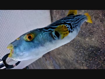 【ゆっくり実況？】ゆっくりまったり魚釣り【Vol.17】