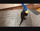 文句を言いながらも、器用にエサを取るカワウソ