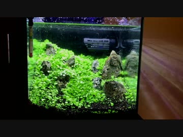【アクアリウム】0からミスト式で30cm水草水槽を立ち上げる。#3