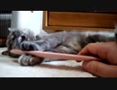 ねこじゃすりを友だち扱いする猫ちゃんがかわいい・サビ猫とまと