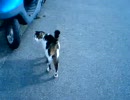 犬のような猫