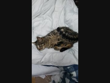 明らかに誘っている猫