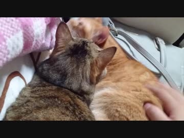 拾いねこ＠生後2445/2412日目　今日は仲良しさん。