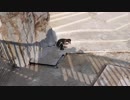 ふるるのかりごっこ【フンボルトペンギン】