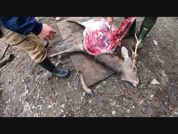 【閲覧注意】熟練猟師の神業シカ解体 ほぼノーカット