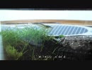 16.小型アクアリウム水槽（【ろ過装置】ZARU改型実証試験中間報告）