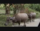 西川輝寿　Banteng Cows Walking Along the Roadside