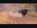 西川輝寿　Buffalo Walking on Dusty Track