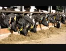 Cows in Stable 　西川輝寿