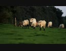 西川輝寿　Cows Walking and Grazing