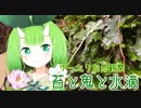 【ゆったり自然観察】苔と鬼と水滴【Vtuber妖怪 木守日あぐり】