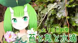 【ゆったり自然観察】苔と鬼と水滴【Vtuber妖怪 木守日あぐり】