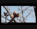 春に一番近い街　歌ってみた／庵-an-