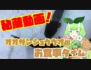 オオサンショウウオの赤ちゃんの貴重な食事シーン【Vtuber妖怪 木守日あぐり】