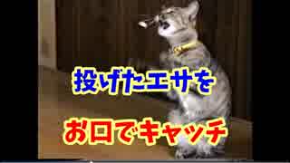 25年前の先代猫の映像が出てきました。