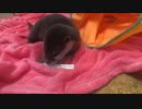 カワウソご先祖ちゃんは大人しく遊ぶタイプ ※ちぃたんは激しいです。