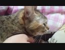 拾いねこ＠生後2446/2413日目　パパに抱えられて抗議する月音さん。