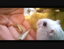 ハムスター飼いました。その66～ハムスターくんたちと煮干し～