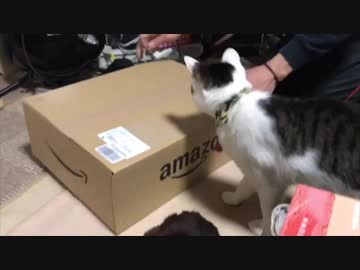 段ボールに入りたくてうずうずする猫