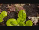 西川輝寿　Watering Plants in Garden