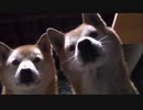 【柴犬ジロー】　いつも一緒　【柴犬ラン】